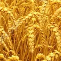 گندم پیشگام ابی خوب