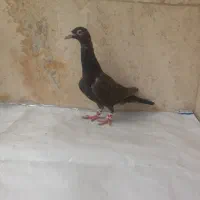 کاریر طوقی گراف