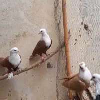 گمشده