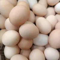 تخم مرغ|خوردنی و آشامیدنی|اسفراین, |دیوار
