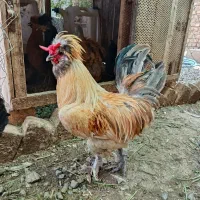 خروس پر پا کاکلی سلطان جوان
