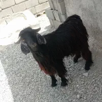 تروشت