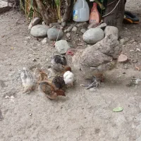 مرغ با جوجه