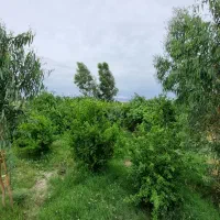 زمین،باغ،ویلا (طرح تولیدی)
