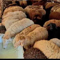 تمدیدفقط۳روز*گوسفندمیش بز،بزغاله کاوور،بره نر،ماده