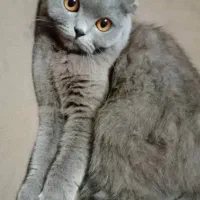 گربه ماده اسکاتیش فولد