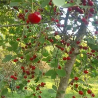 آلوی تر