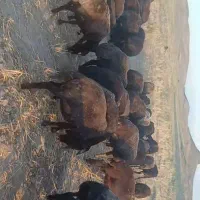 فروش میش تخمی