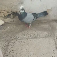 کبوتر