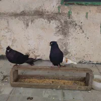 کفتر ابادانی