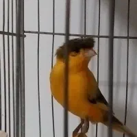 فروش قناری گلاستر نر