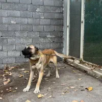 سگ سرابی توله قره خان اردبیل