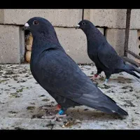 کبوتر شوریستر خالص