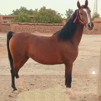 مادیان دره شوری سن ۸ سال کره تاراج شیر ممد