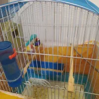 فنچ