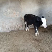 گوساله سیمینتال
