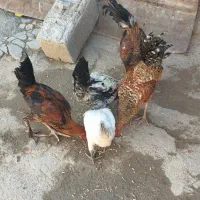 خروس