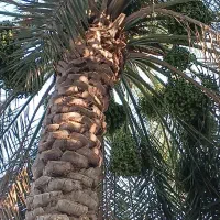 سلام نخل برحی