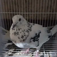 کبوتر کله دم سبز