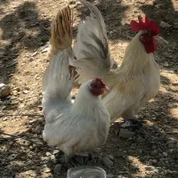 مرغ و خروس مینیاتوری