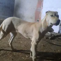 سگ گمشده