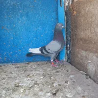 کفتر  گرفتنی تیرماه