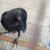 زاع
