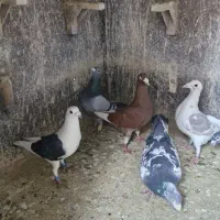 کبوتر پلاکی