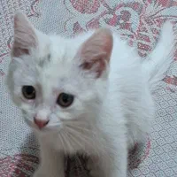 ۲ماهه، رایگان به فردی مسئولیت پذیر