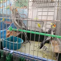 عروس هلندی مرغ عشق