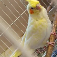سلام عروس هلندی سالم و زیبا