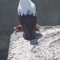 دورح بالا