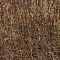 فروش انواع نهال میوه فقط ۴۰ هزار تومان