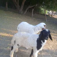دو عدد بره نر