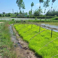 توم نشا باکس  و  دستی