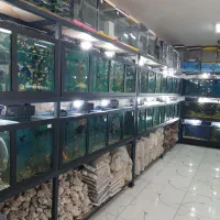 فروش انواع آکواریوم و ماهی
