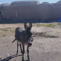 فروش الاغ نر، آشنا با کار در مزرعه و رمه