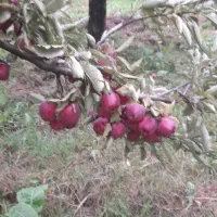 ۴۰ تن سیب قرمز...درجه یک بدون لک