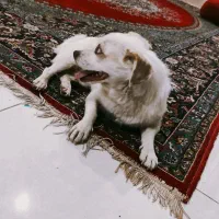 سگ پاکوتاه