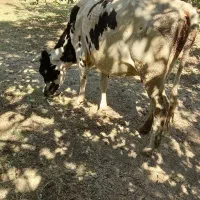 فروش‌گاو‌گوسال