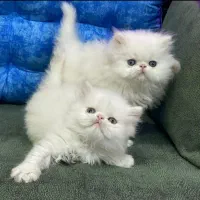 برتیش پرشین اسکاتیش اصیل نر و ماده