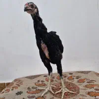 جوجه خروس اوشامو