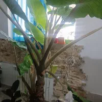 بابا آدم ۴ ساله ارتفاع ۲ متر با خاک و گلدان