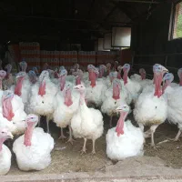 بوقلمون پروار