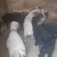 بره|حیوانات مزرعه|اردکان, |دیوار