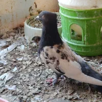 کفتر سینه