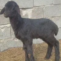 بره شیری نر افشاری اصل