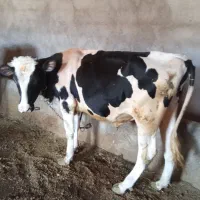 گاونر