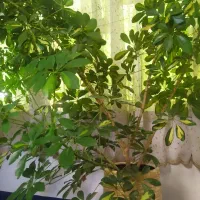 گل شفلرا ابلق غول‌پیکر