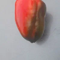 فلفل|خوردنی و آشامیدنی|ساری, |دیوار